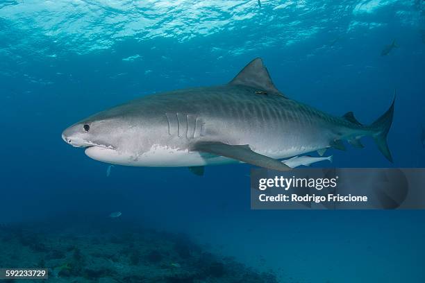 underwater view of large tiger shark (galeocerdo cuvier) patrolling reef edge, northern banks, bahamas - tiger shark fotografías e imágenes de stock