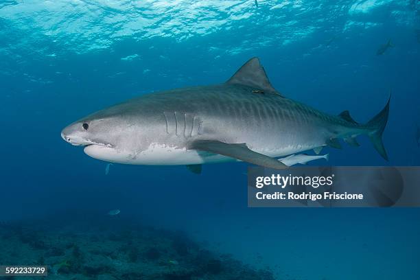underwater view of large tiger shark (galeocerdo cuvier) patrolling reef edge, northern banks, bahamas - leopard shark stock pictures, royalty-free photos & images