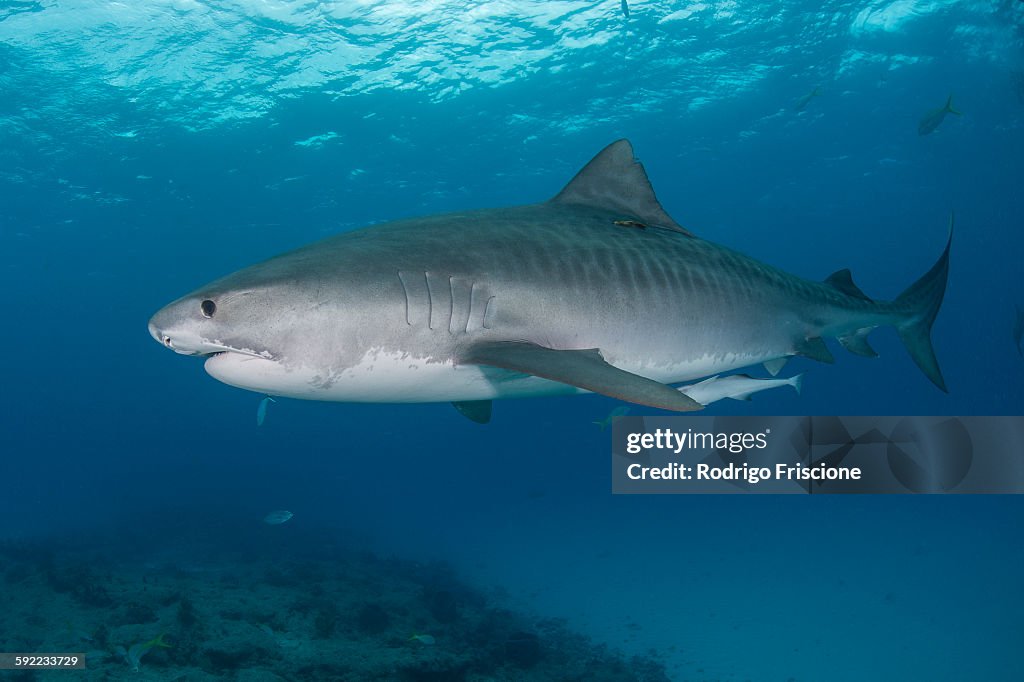 Underwater view of large tiger shark (Galeocerdo cuvier) patrolling reef edge, Northern banks, Bahamas