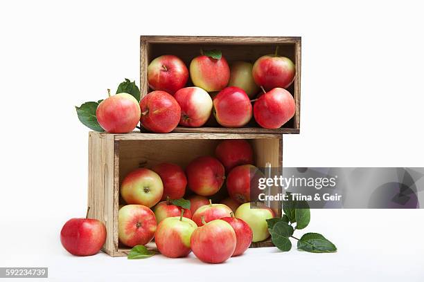 wood crates filled with fresh apples - crate fotografías e imágenes de stock