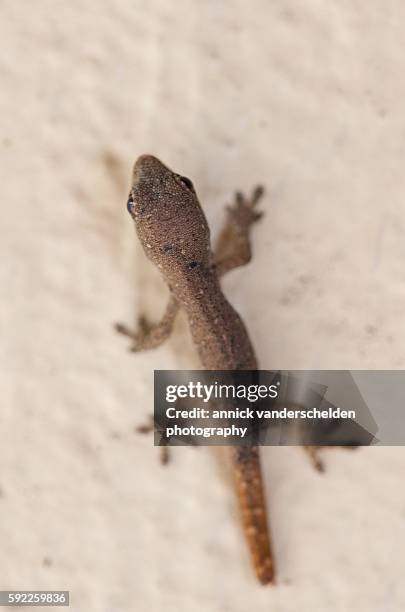 young reptile. - warmteregulatie stockfoto's en -beelden