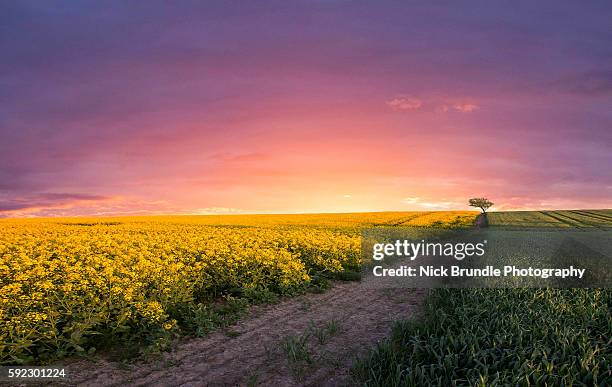 pink sky at night - canola ストックフォトと画像