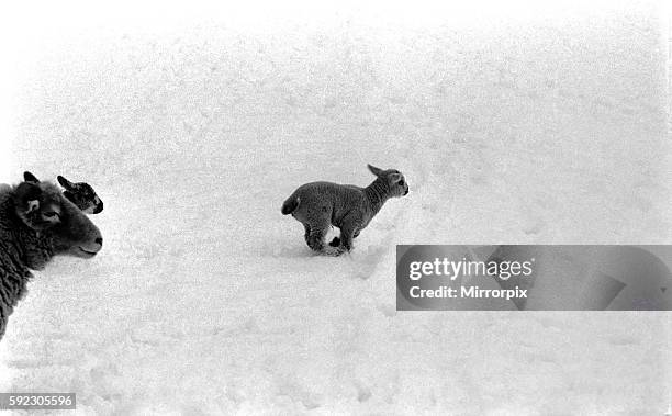 That's the predicament of this young lamb in a field at Shoreham in Kent where some inches fell during the night. January 1977 77-00187-003