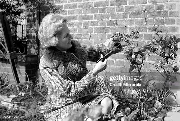 Mrs. Margaret Thatcher enjoying the sunshine in her front garden of her London Home, and doing a little to keep it tidy, after returning from her...
