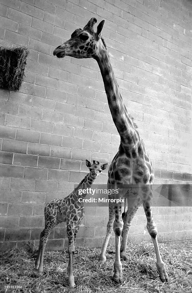 Chessington Zoo: Rebecca the giraffe calf seen here with her mother Jezebel at Chessington Zoo.