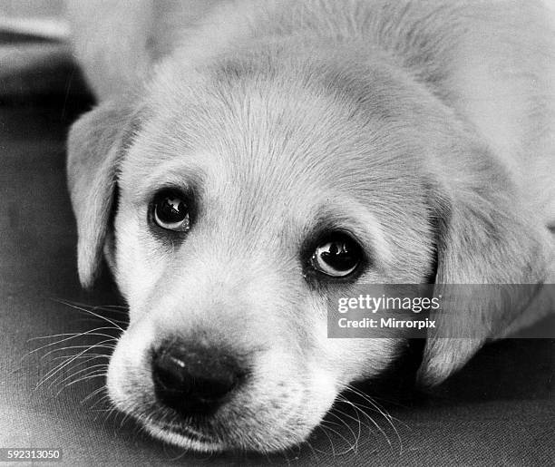 Sad Lab 119 Sad Labrador Puppy Stock Photos, High-Res Pictures, and Images ...