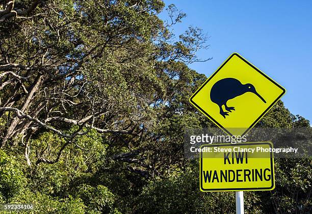 kiwi wandering - kiwi bird stock pictures, royalty-free photos & images