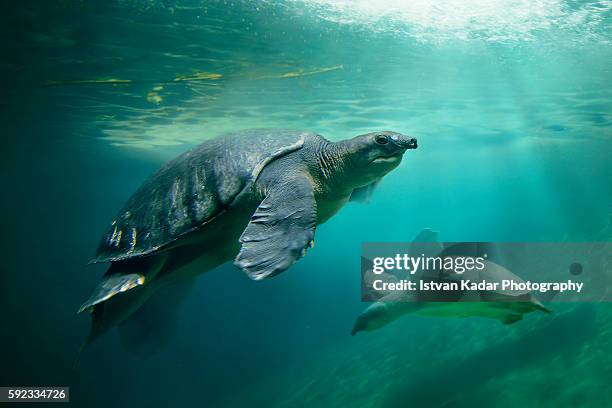 fly river turtle (carettochelys insculpta) - freshwater turtle stock pictures, royalty-free photos & images