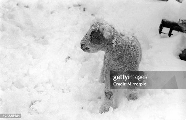 That's the predicament of this young lamb in a field at Shoreham in Kent where some inches fell during the night. January 1977 77-00187-012