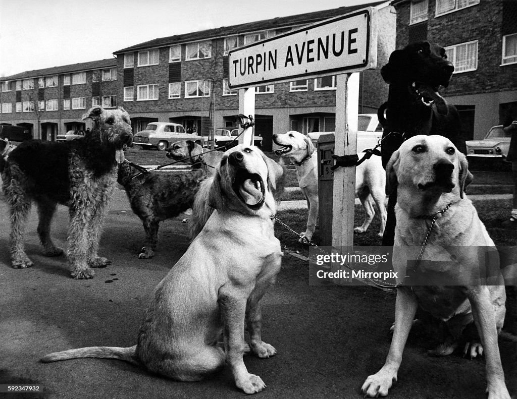 The dogs who Slept while thieves looted Turpin Avenue: These are the big dogs of Turpin-Avenue.