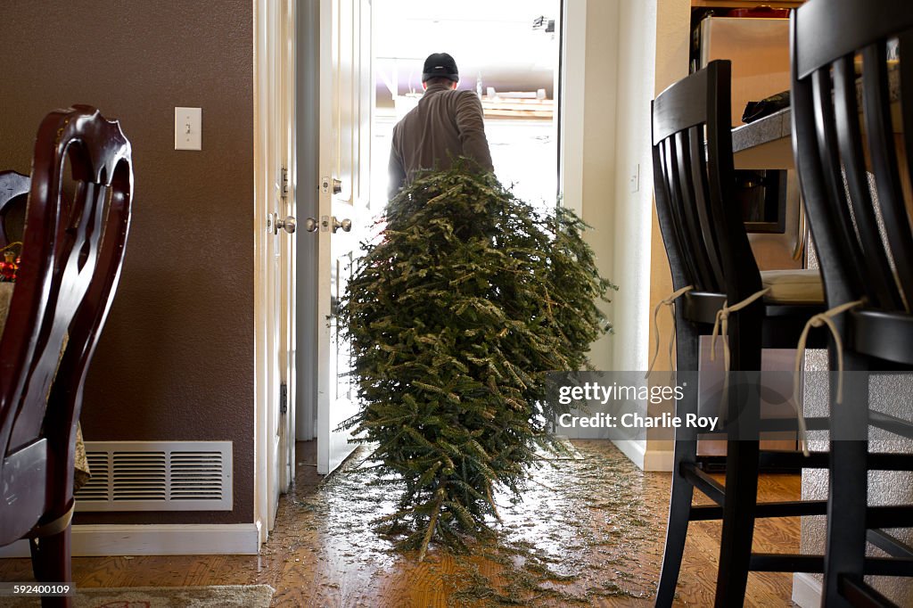 Christmas Tree cleanup