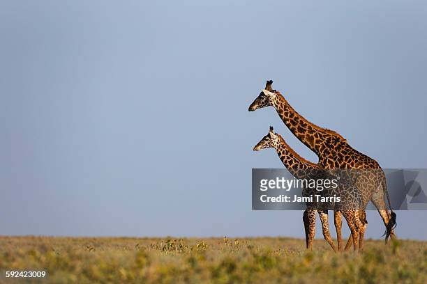 a journey of giraffe walking on the plain - animal family stock-fotos und bilder