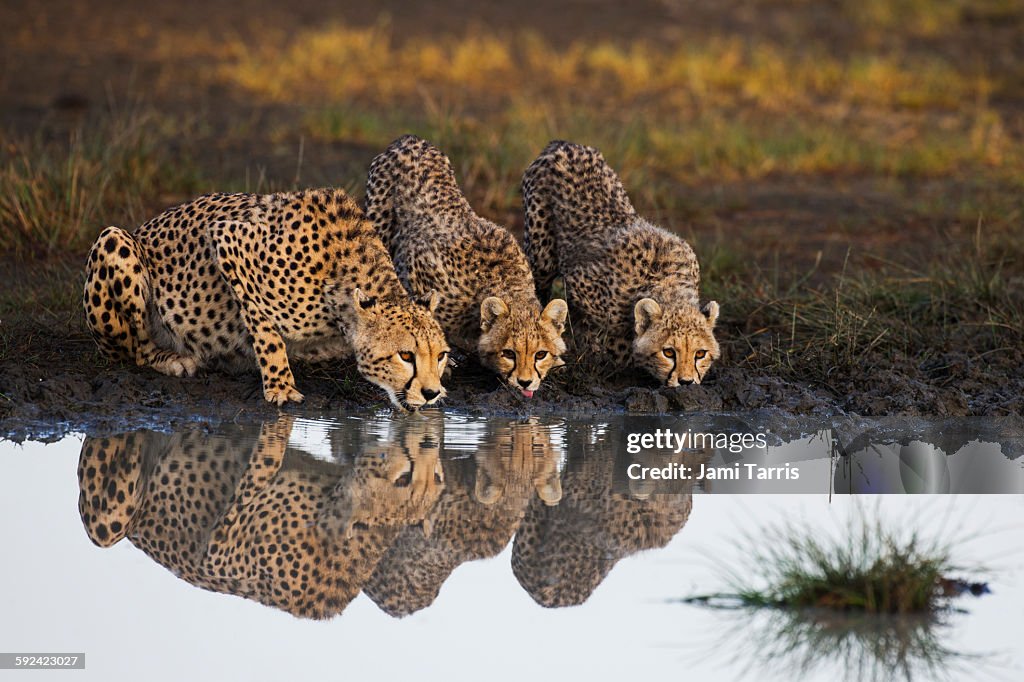 A cheetah and cubs reflected in a water hole