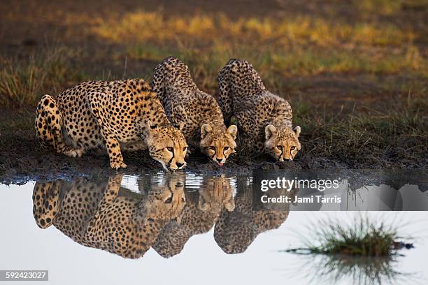 a cheetah and cubs reflected in a water hole - tanzania stock pictures, royalty-free photos & images