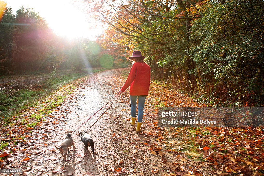 Woman walking dogs in an autumn woodland
