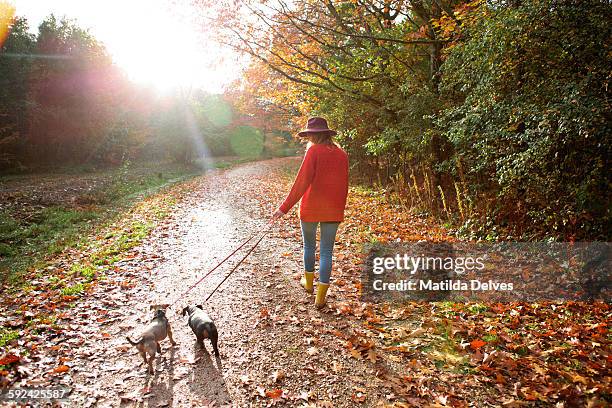 woman walking dogs in an autumn woodland - british woodland stock pictures, royalty-free photos & images