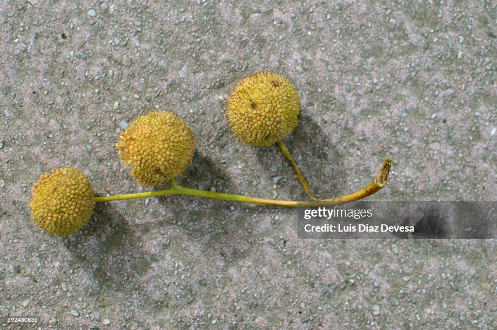 Fruits of planes platanus
