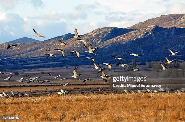 flock of cranes ( brief 44 animal community - lagoon stock-fotos und bilder