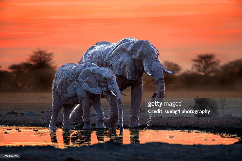 Elephant mother and calf at the waterhole