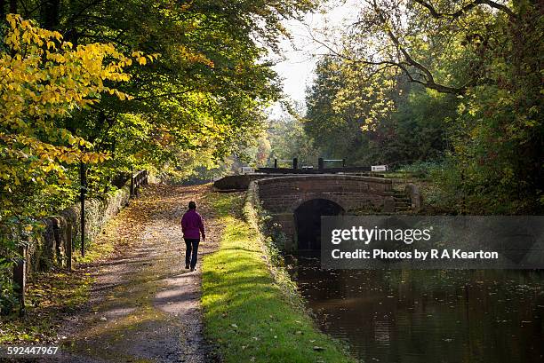mature woman walking on canal towpath in autumn - kanalschleuse stock-fotos und bilder