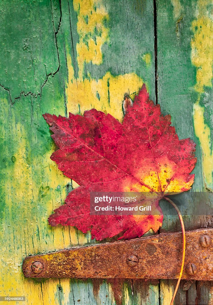 Red Autumn leaf on green wooden door