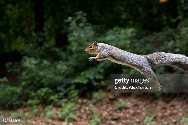 jumping squirrel mid air - grey squirrel stock pictures, royalty-free photos & images