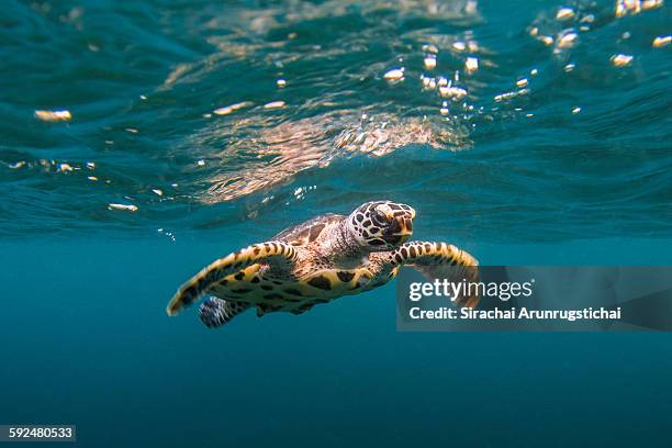 baby hawksbill sea turtle swims with reflection - ninhada de ovíparos imagens e fotografias de stock