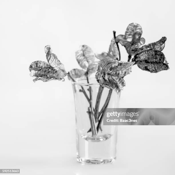 black and white - dead plant stock pictures, royalty-free photos & images