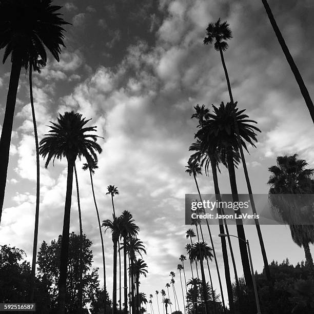 black and white - beverly hills landscape stock pictures, royalty-free photos & images