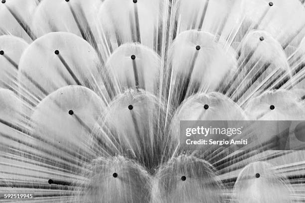 black and white - fountain stock pictures, royalty-free photos & images