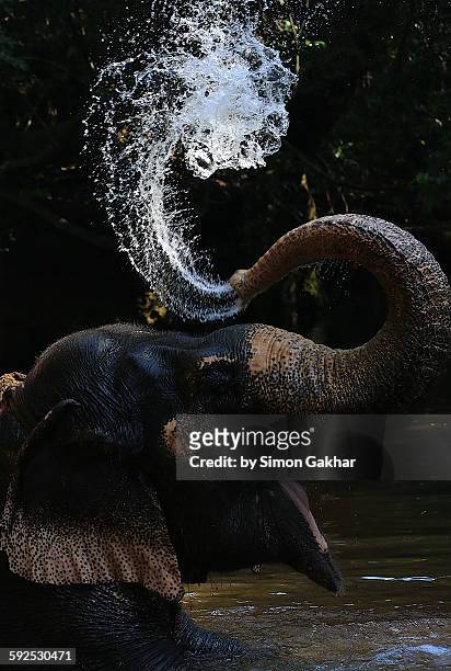 elephant squirting water - animal trunk stock pictures, royalty-free photos & images