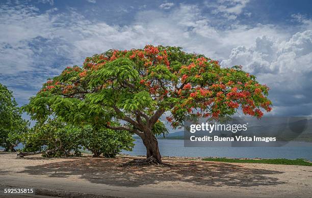 flamboyant tree on the beach - delonix regia stock pictures, royalty-free photos & images
