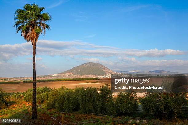 mount tabor, jezreel valley - california fan palm tree stock pictures, royalty-free photos & images