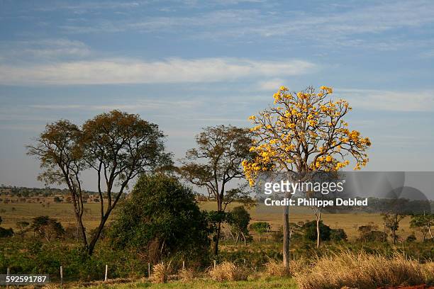 typical landscape of the cerrado, with yellow ipe - ipe yellow stock pictures, royalty-free photos & images