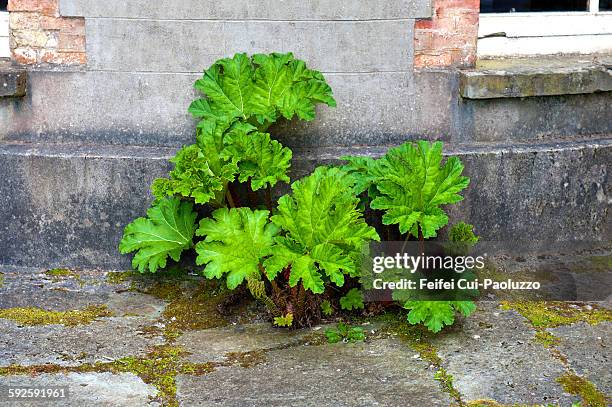 gunnera plants at bantry house county cork ireland - gunnera plant fotografías e imágenes de stock