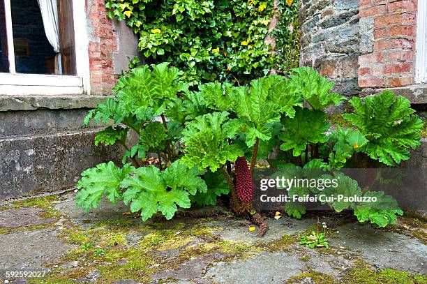 gunnera plants at bantry house county cork ireland - gunnera plant fotografías e imágenes de stock