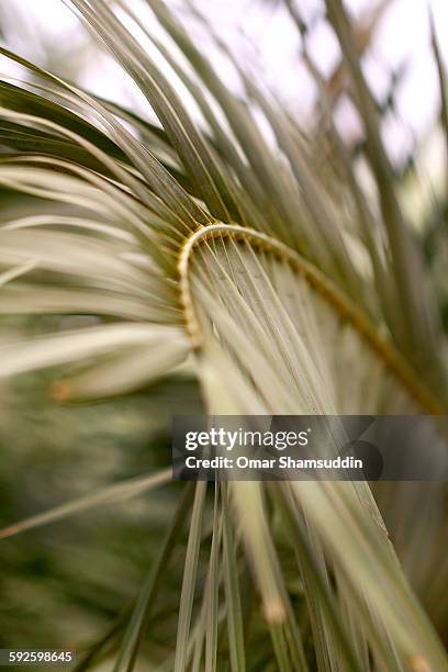 date palm leaves - the palm dubai stock-fotos und bilder