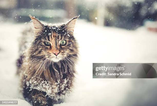 snow cat - niederösterreich winter fotografías e imágenes de stock