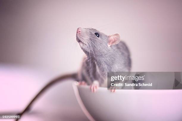 lucy - rat stock pictures, royalty-free photos & images