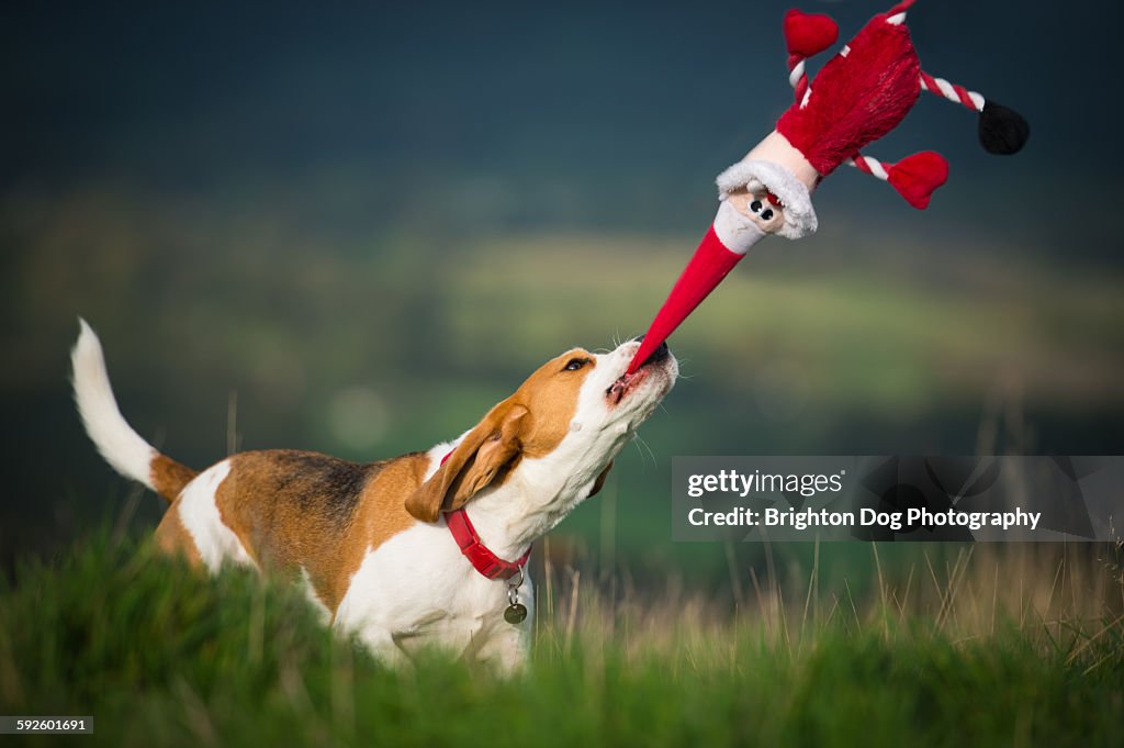 A Beagle plays with a Santa toy