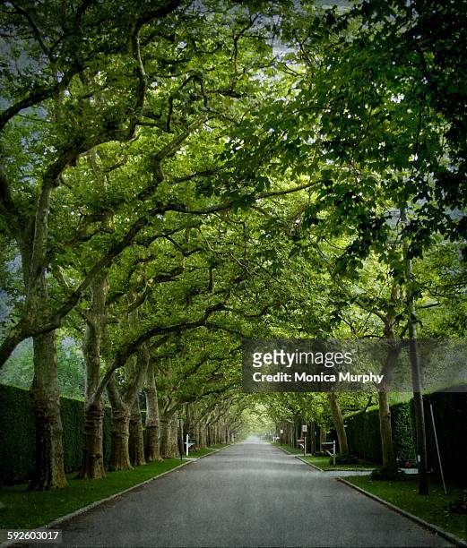 rows of trees creating a tunnel - southampton new york 個照片及圖片檔