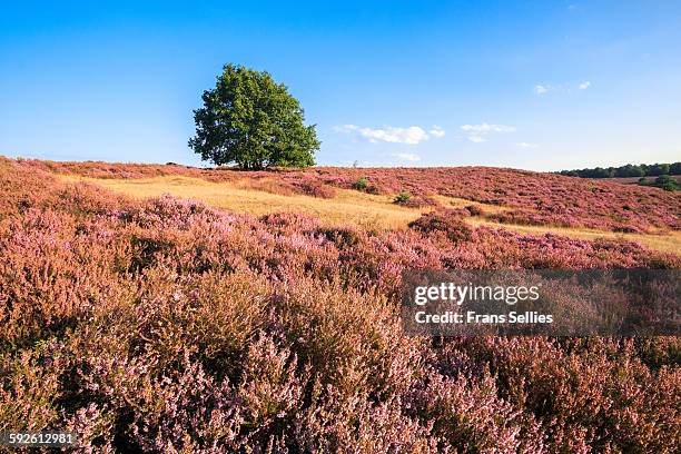 heath landscape with lonely tree - posbank stockfoto's en -beelden