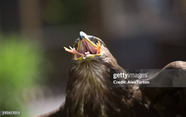harris hawk eating a chick alive - chicken hawk stock pictures, royalty-free photos & images
