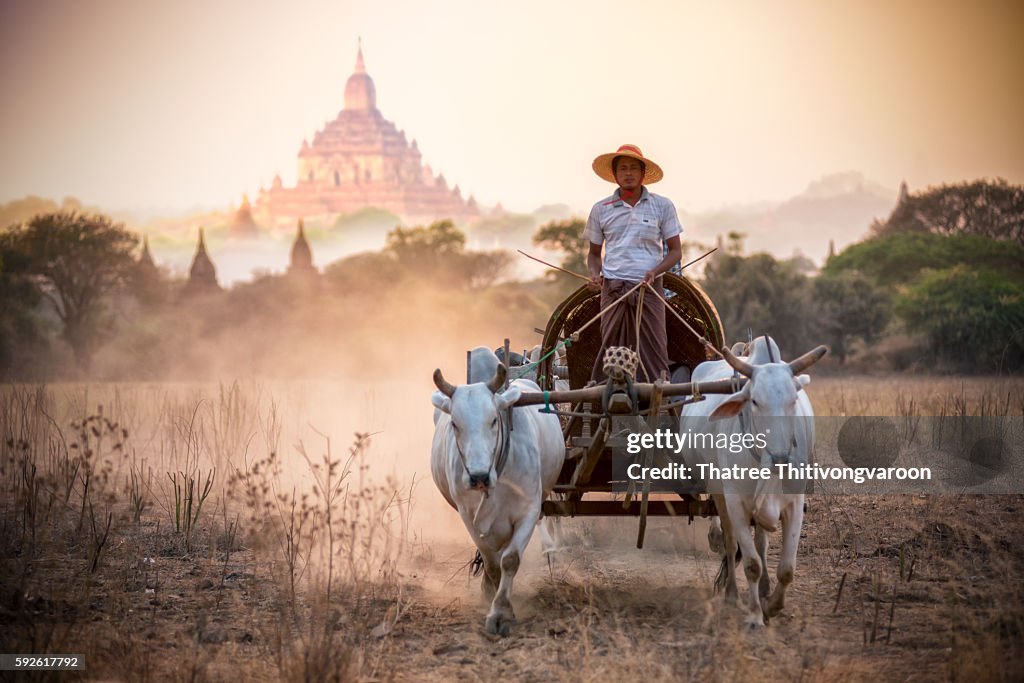 Burmese rural man driving wooden cart with hay on dusty road drawn by two white buffaloes