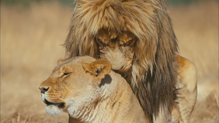 Lions Reproducing 436 Lion Mating Stock Videos, Footage, & 4K Video Clips - Getty Images