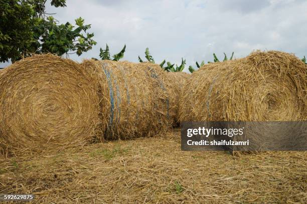 Haystack Paddy 258 Rolling Cylinders Stock Photos, High-Res Pictures, and Images ...
