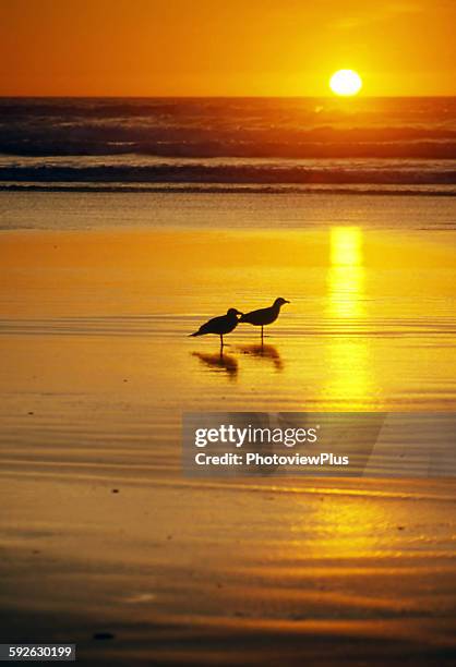 sunset and friendship - lincoln city oregon stock pictures, royalty-free photos & images