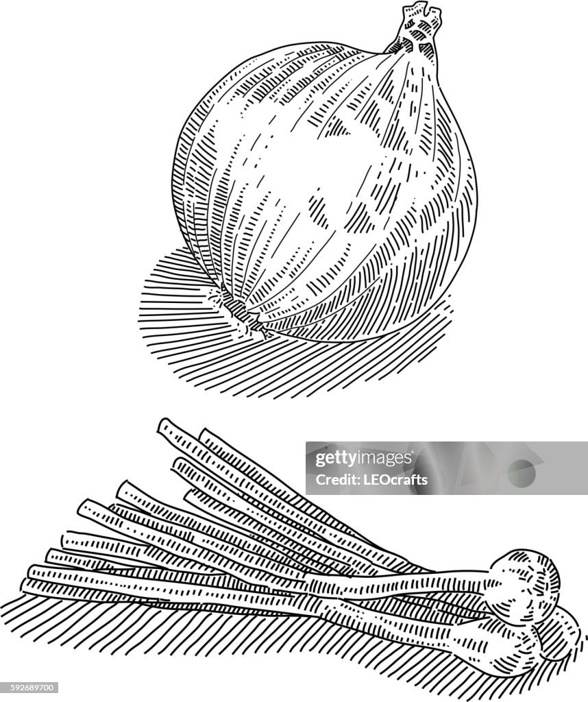 Spring Onion Simple Draw Onion Drawing