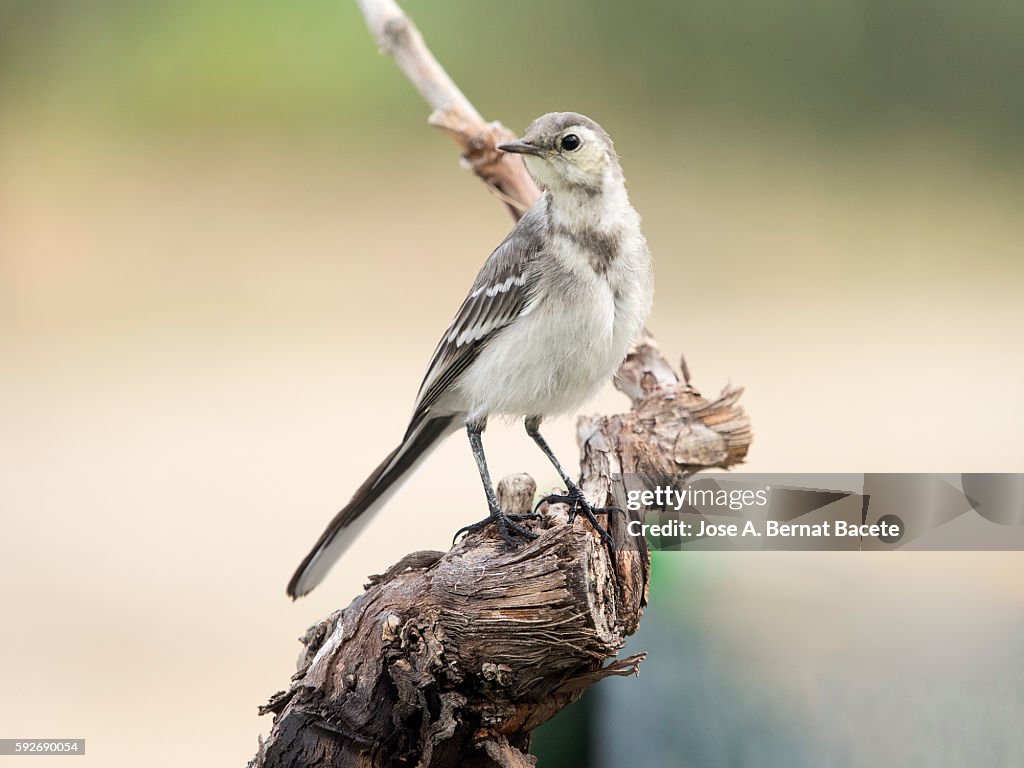 Juvenile White Wagtail (Motacilla alba) ),drinking inside the water. It is a species of bird paseriforme of the family Motacillidae.