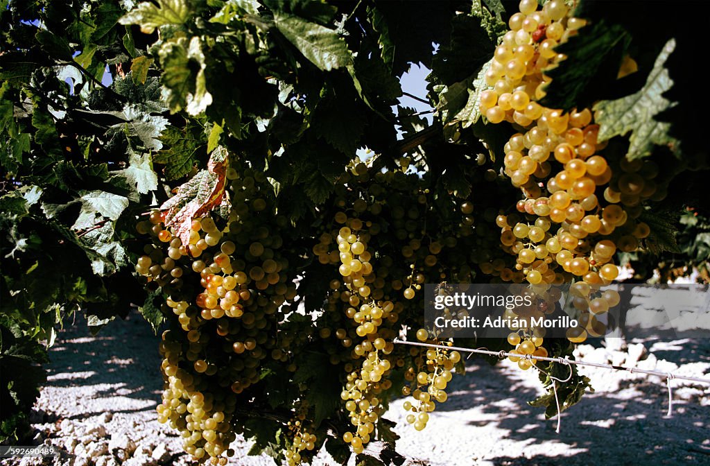 Grapevine